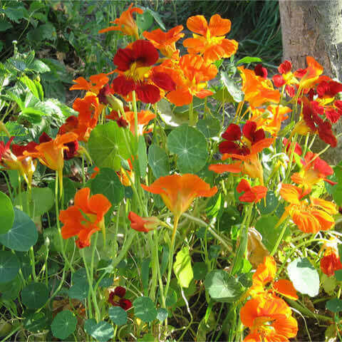 TROPAEOLUM NANUM Tom Thumb - Dwarf Nasturtium