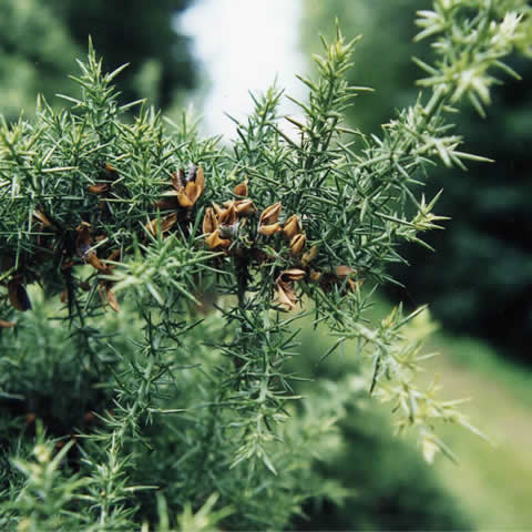 ULEX EUROPAEUS - Tojo