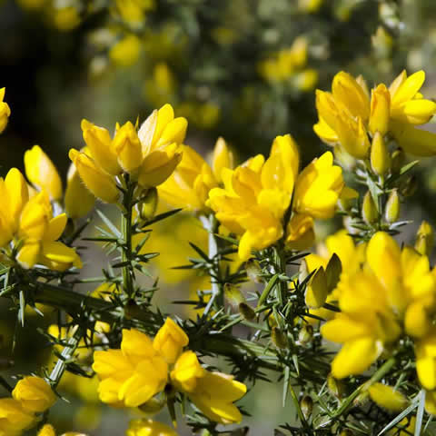 ULEX EUROPAEUS - Tojo