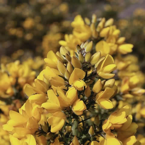 ULEX EUROPAEUS - Tojo