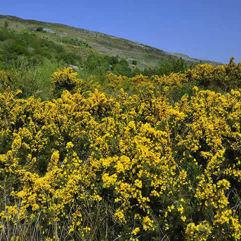 ULEX EUROPAEUS - Tojo