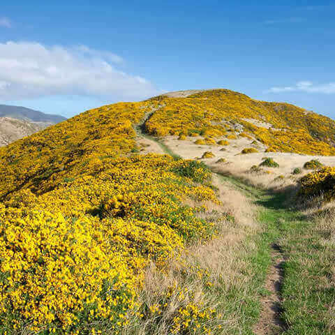ULEX EUROPAEUS - Tojo
