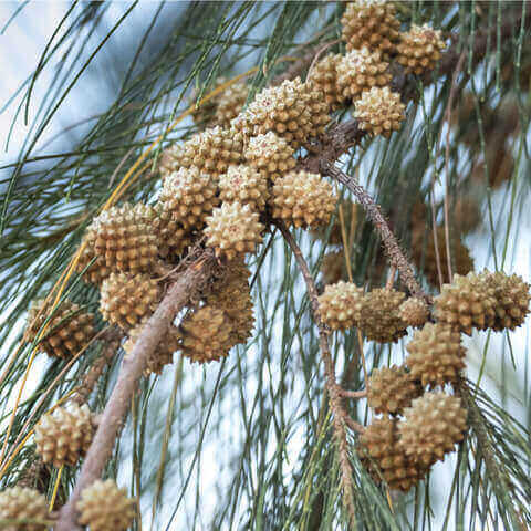 CASUARINA CUNNINGHAMIANA - Roble de ro