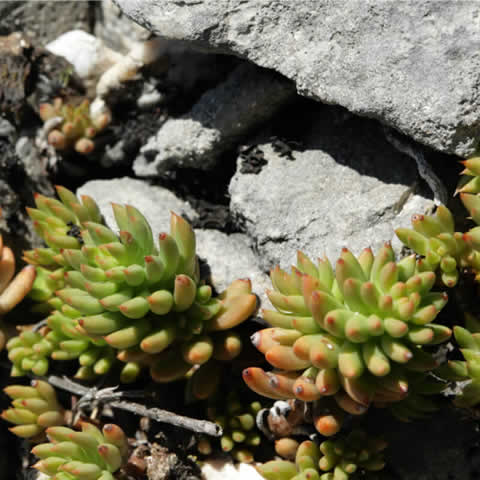 SEDUM SEDIFORME - Pale Stonecrop