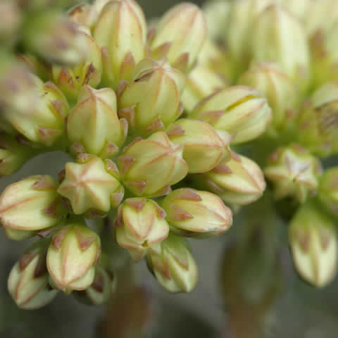 SEDUM SEDIFORME - Uva de pjaro