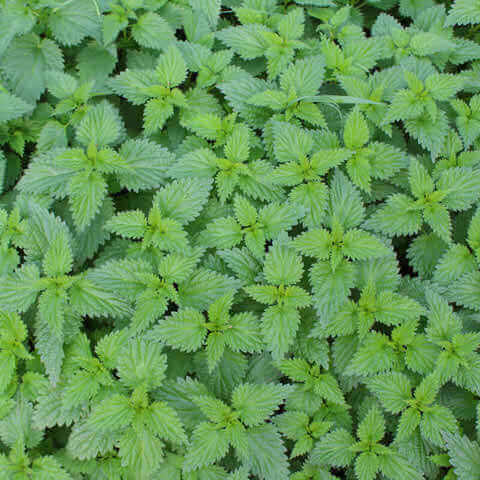 URTICA DIOICA