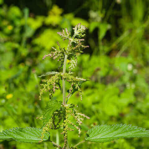 URTICA DIOICA