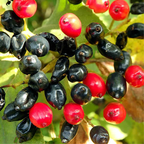 VIBURNUM LANTANA - Wayfaring Tree