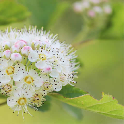 VIBURNUM LANTANA - Lantana