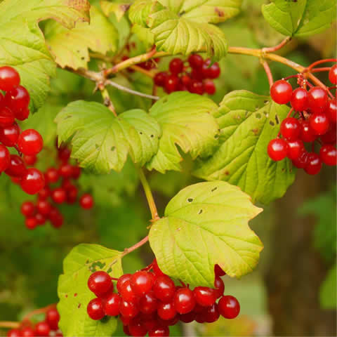 VIBURNUM LANTANA - Lantana