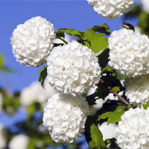 VIBURNUM OPULUS Roseum - Cranberry Bush