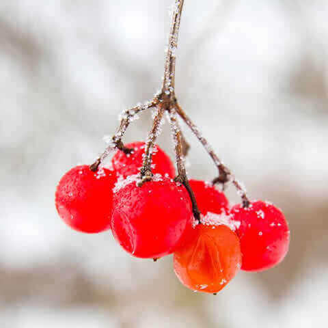 VIBURNUM OPULUS - Bola de nieve