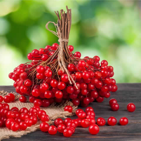 VIBURNUM OPULUS - Bola de nieve
