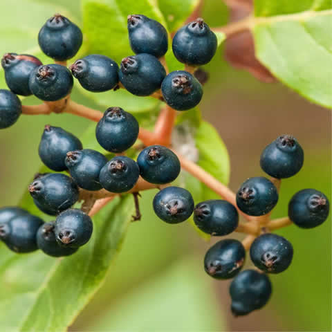VIBURNUM TINUS - Durillo