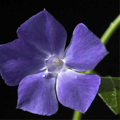 VINCA MAJOR - Grande Pervenche