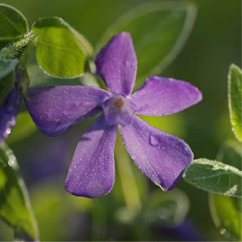 VINCA MAJOR - Grande Pervenche