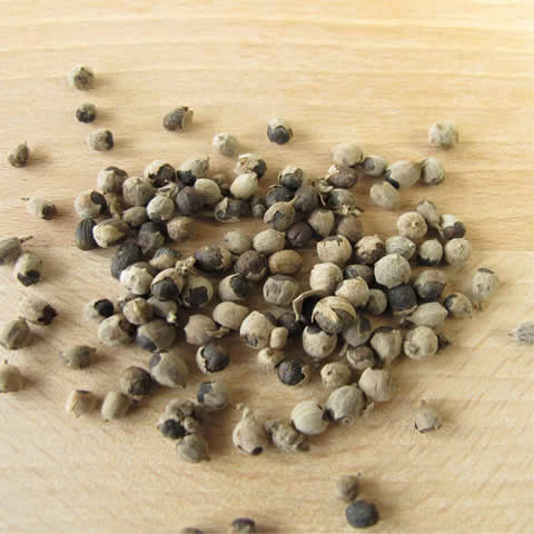 VITEX AGNUS CASTUS - Jorobo