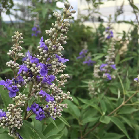 VITEX AGNUS CASTUS - Jorobo