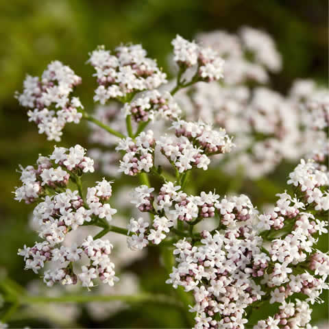 VALERIANA OFFICINALIS