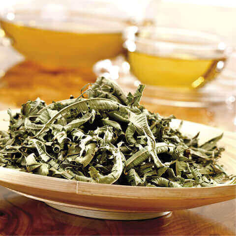 VERBENA OFFICINALIS