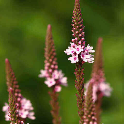 VERBENA OFFICINALIS - Verveine commune