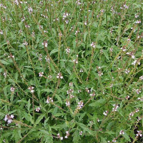 VERBENA OFFICINALIS - Verveine commune