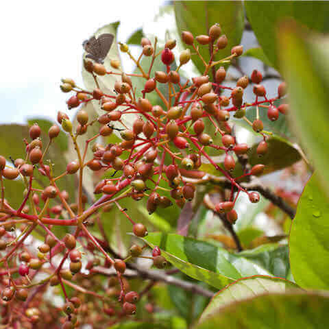 VIBURNUM ODORATISSIMUM Lucidum - Sweet Laurustinus #1