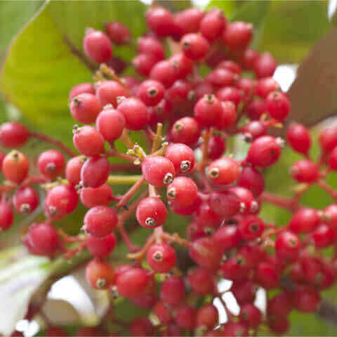 VIBURNUM ODORATISSIMUM Lucidum - Sweet Laurustinus