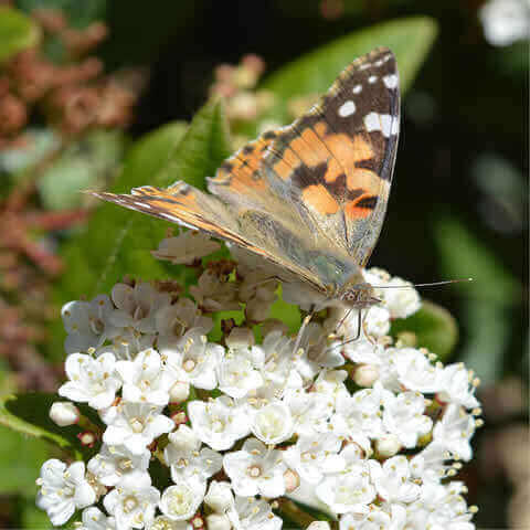 VIBURNUM TINUS - Laurustinus