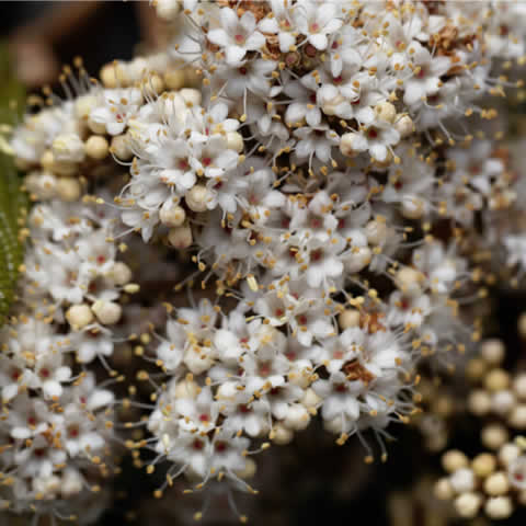 VIBURNUM RHYTIDOPHYLLUM - Viburno