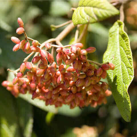 VIBURNUM RHYTIDOPHYLLUM