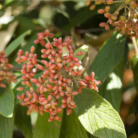 VIBURNUM RHYTIDOPHYLLUM