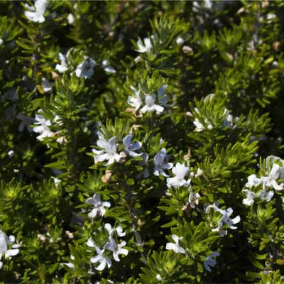 WESTRINGIA FRUTICOSA MUNDI - Coast Rosemary Mundi