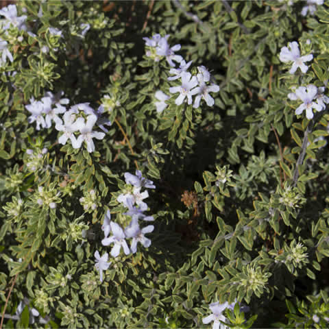 WESTRINGIA FRUTICOSA
