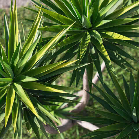 YUCCA ALOIFOLIA