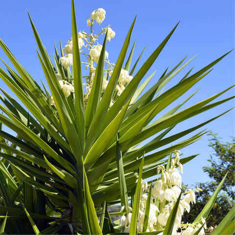 YUCCA ALOIFOLIA