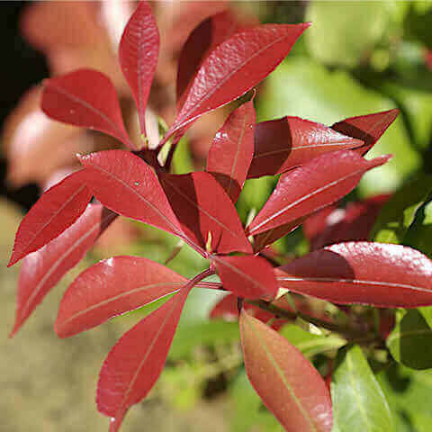 PHOTINIA x FRASERI Red Robin