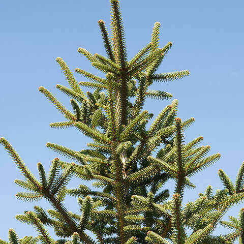 ABIES PINSAPO