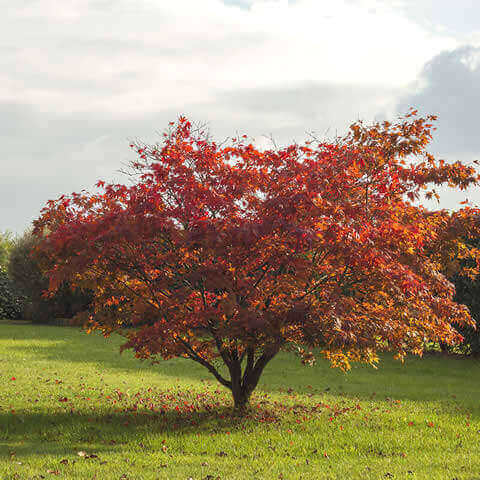 ACER PALMATUM