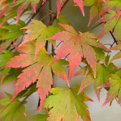 ACER PALMATUM