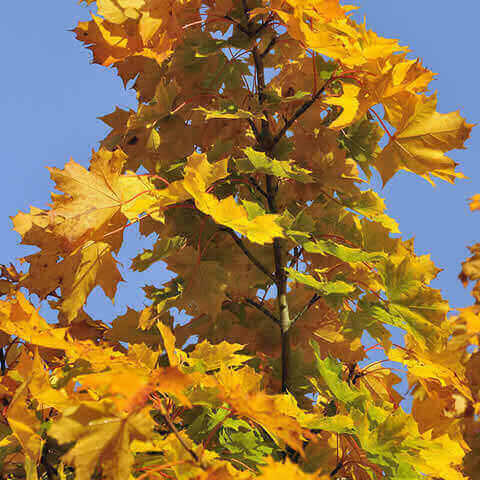 ACER PLATANOIDES