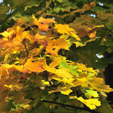 ACER PLATANOIDES - Norway Maple