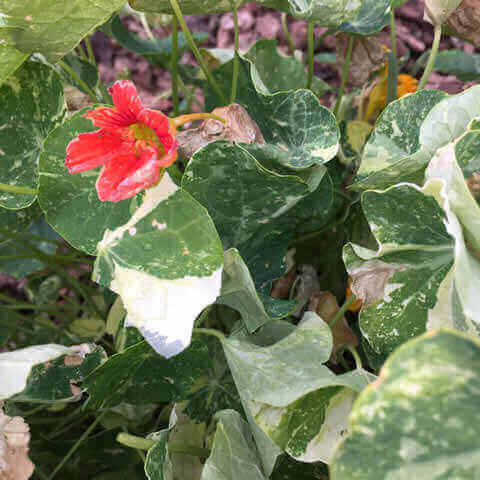 TROPAEOLUM NANUM Alaska - Dwarf Nasturtium Alaska #2