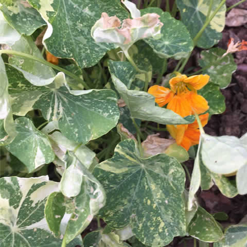 TROPAEOLUM NANUM ALASKA