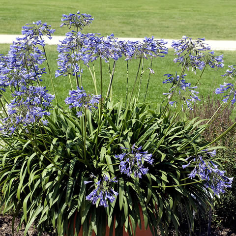 AGAPANTHUS AFRICANUS (Azul, Blue, Bleu)