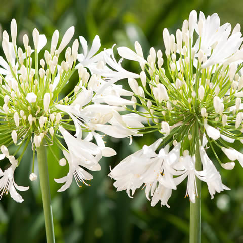 AGAPANTHUS PRAECOX Getty White - White Lily