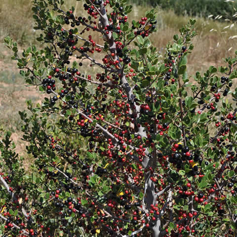 RHAMNUS ALATERNUS