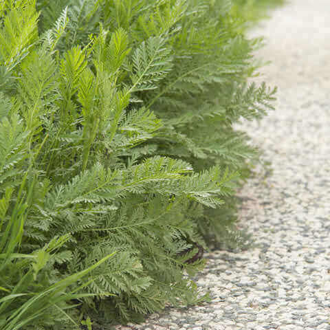 TANACETUM VULGARE