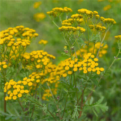 TANACETUM VULGARE - Common Tansy