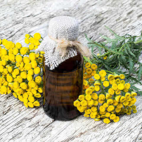 TANACETUM VULGARE